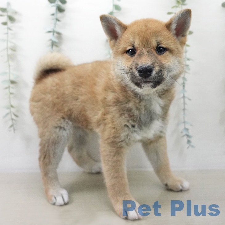 東京都の柴犬(標準サイズ) (ペットプラス 多摩平の森店/2025年11月9日生まれ/男の子/赤)の子犬の1枚目の画像