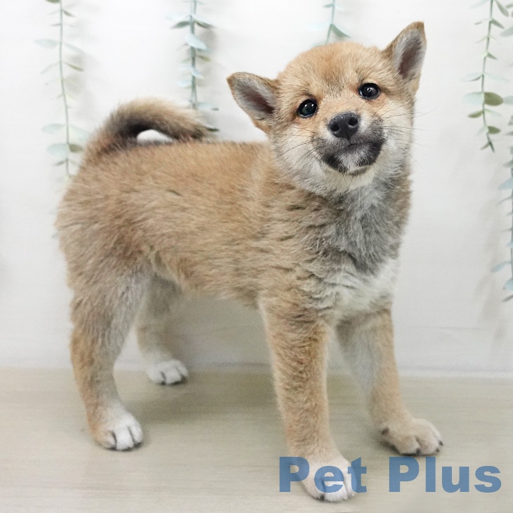 埼玉県の柴犬(標準サイズ) (ペットプラス 羽生店/2025年11月9日生まれ/女の子/赤)の子犬の1枚目の画像