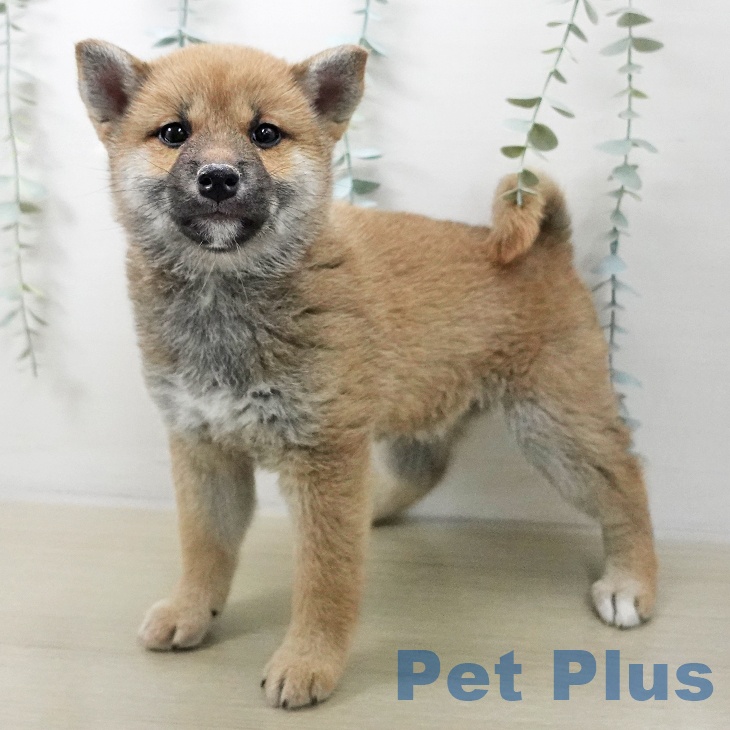 宮城県の柴犬(標準サイズ) (ペットプラス 仙台泉大沢店/2025年11月9日生まれ/女の子/赤)の子犬の1枚目の画像