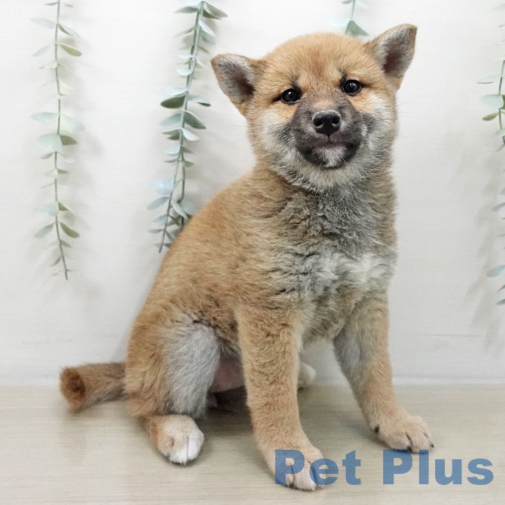 宮城県の柴犬(標準サイズ) (ペットプラス 仙台泉大沢店/2025年11月9日生まれ/女の子/赤)の子犬の2枚目の画像