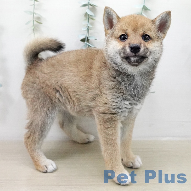 長野県の柴犬(標準サイズ) (ペットプラス 須坂店/2025年11月9日生まれ/女の子/赤)の子犬の2枚目の画像