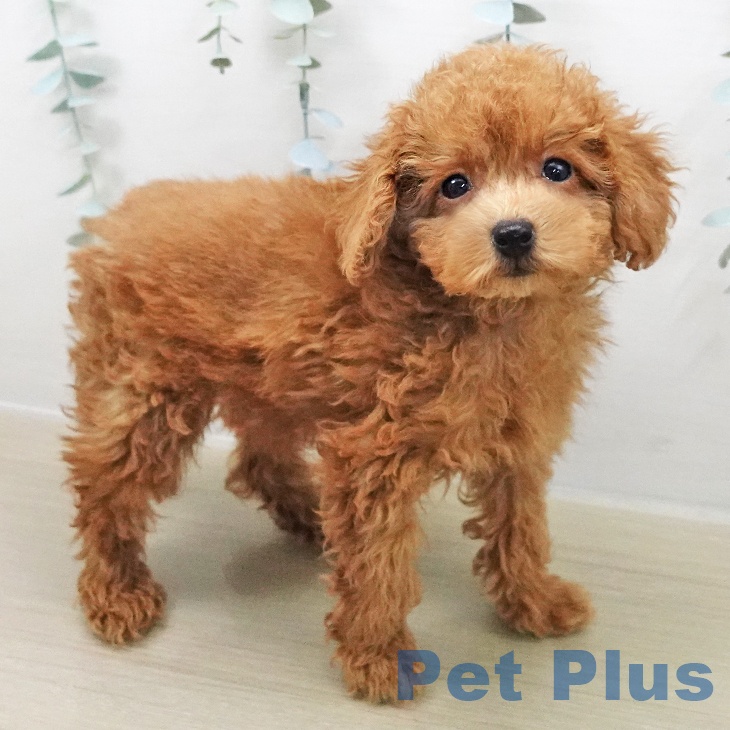 東京都のトイプードル(トイ) (ペットプラス 板橋店/2025年11月3日生まれ/女の子/アプリコット)の子犬の1枚目の画像