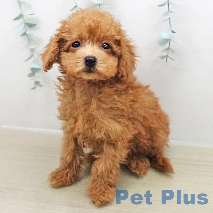 東京都のトイプードル(トイ) (ペットプラス 板橋店/2025年11月3日生まれ/女の子/アプリコット)の子犬の2枚目の画像
