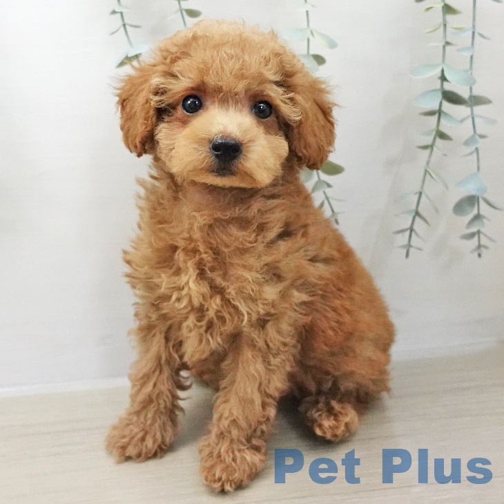 神奈川県のトイプードル(トイ) (ペットプラス 座間店/2025年11月3日生まれ/男の子/アプリコット)の子犬の1枚目の画像