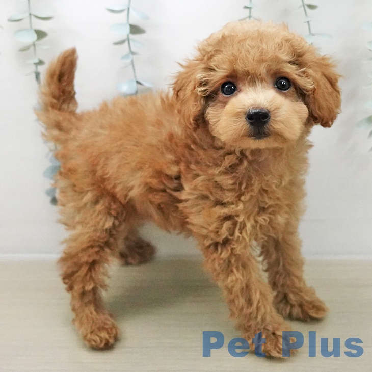 神奈川県のトイプードル(トイ) (ペットプラス 座間店/2025年11月3日生まれ/男の子/アプリコット)の子犬の2枚目の画像