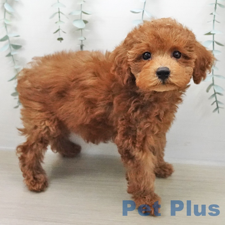 山梨県のトイプードル(トイ) (ペットプラス 甲府昭和店/2025年11月5日生まれ/女の子/アプリコット)の子犬の2枚目の画像