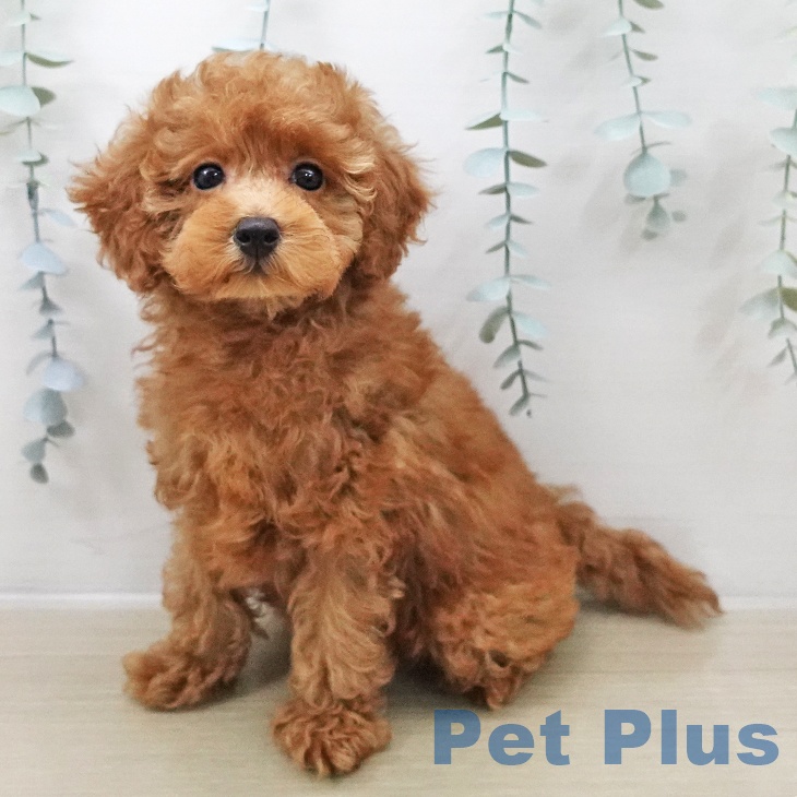 埼玉県のトイプードル(トイ) (ペットプラス 川口店/2025年11月5日生まれ/女の子/アプリコット)の子犬の1枚目の画像
