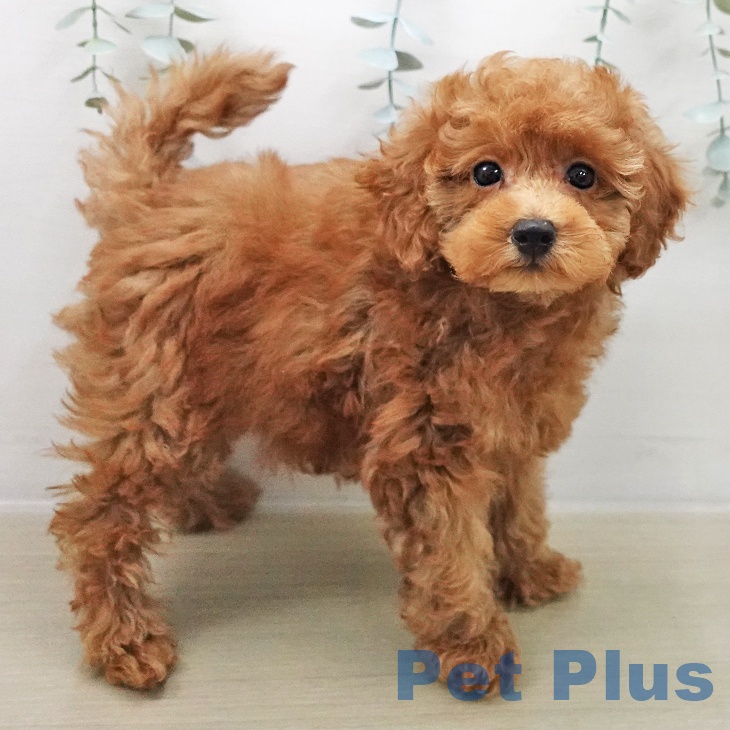 埼玉県のトイプードル(トイ) (ペットプラス 川口店/2025年11月5日生まれ/女の子/アプリコット)の子犬の2枚目の画像