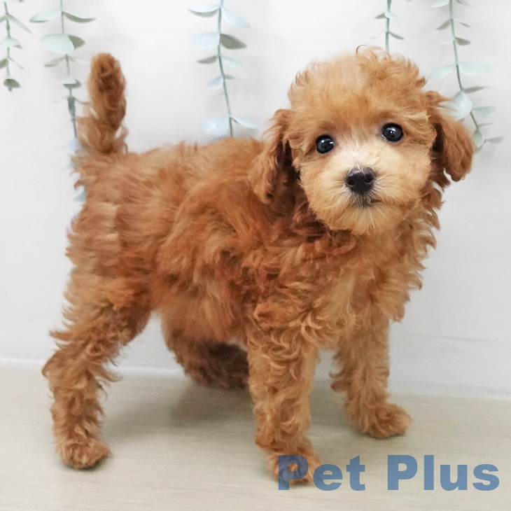 埼玉県のトイプードル(トイ) (ペットプラス 浦和美園店/2025年11月5日生まれ/女の子/アプリコット)の子犬の2枚目の画像