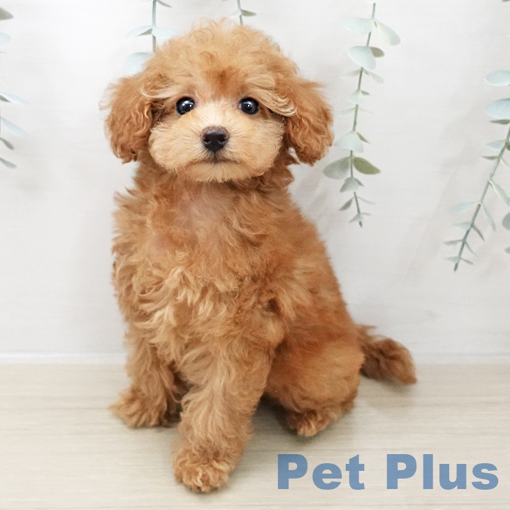 埼玉県のトイプードル(トイ) (ペットプラス 羽生店/2025年11月5日生まれ/女の子/アプリコット)の子犬の1枚目の画像