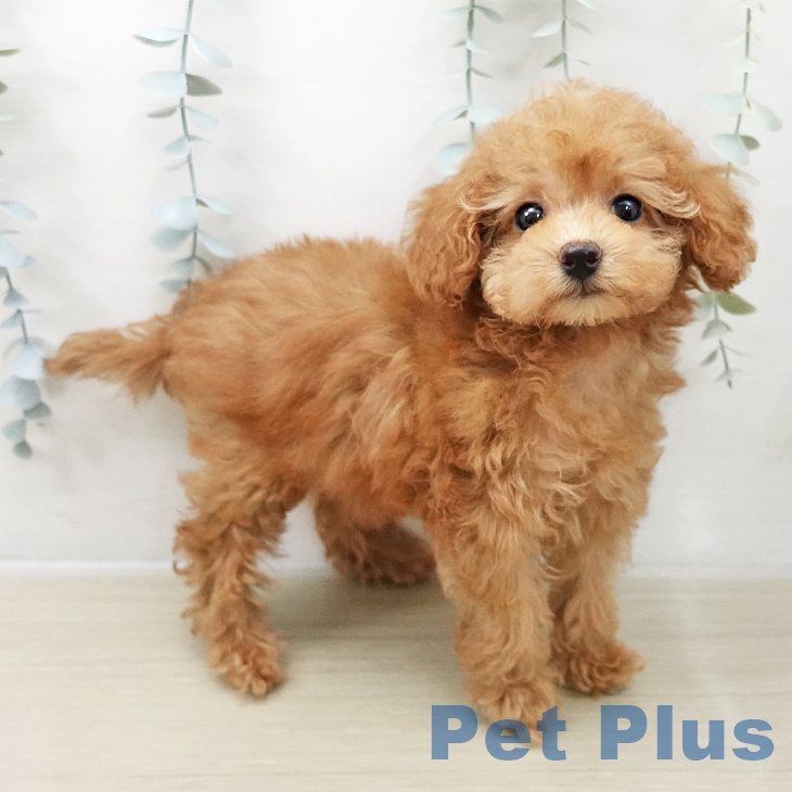 埼玉県のトイプードル(トイ) (ペットプラス 羽生店/2025年11月5日生まれ/女の子/アプリコット)の子犬の2枚目の画像