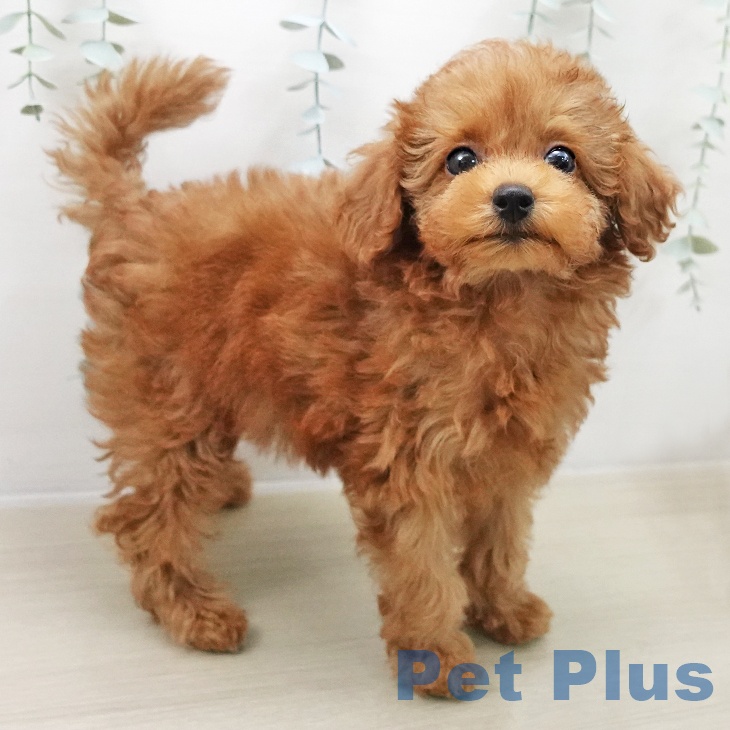 群馬県のトイプードル(トイ) (ペットプラス イオンモール太田店/2025年11月5日生まれ/女の子/アプリコット)の子犬の1枚目の画像