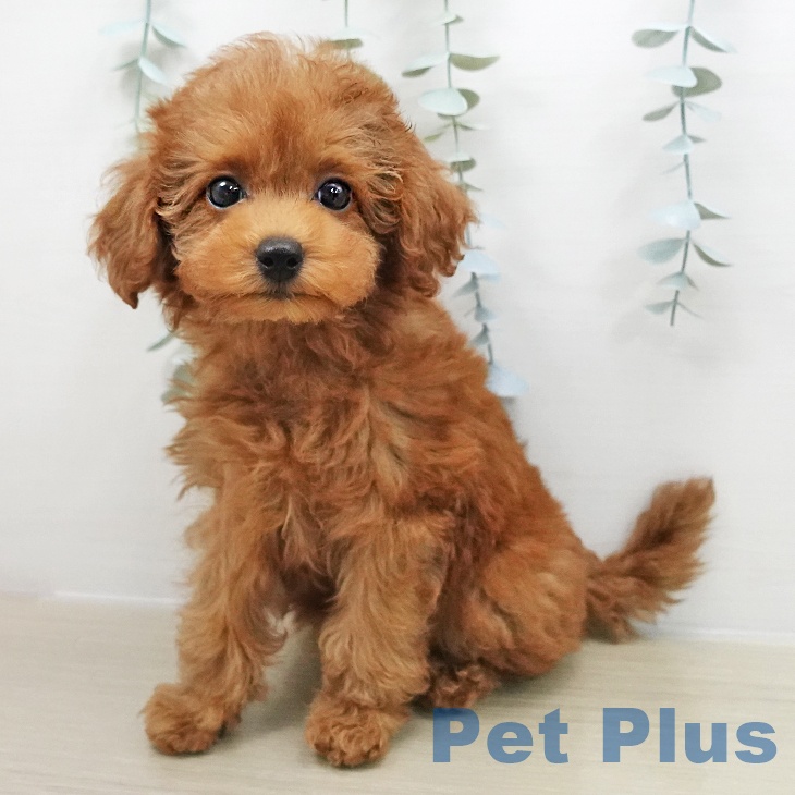 群馬県のトイプードル(トイ) (ペットプラス イオンモール太田店/2025年11月5日生まれ/女の子/アプリコット)の子犬の2枚目の画像