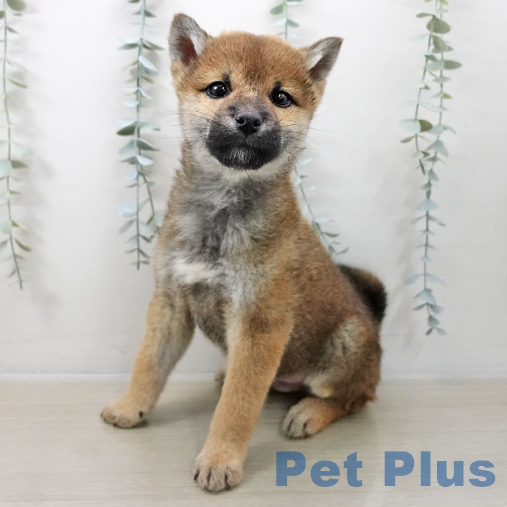 山形県の柴犬(標準サイズ) (ペットプラス 天童店/2025年11月10日生まれ/男の子/赤)の子犬の1枚目の画像