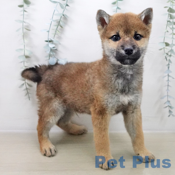 山形県の柴犬(標準サイズ) (ペットプラス 天童店/2025年11月10日生まれ/男の子/赤)の子犬の2枚目の画像