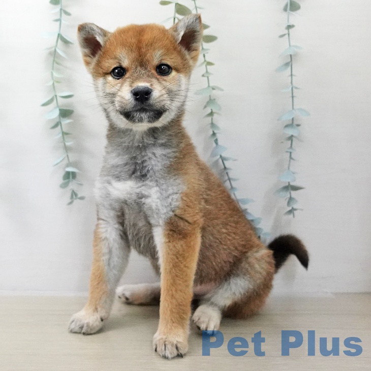 千葉県の柴犬(標準サイズ) (ペットプラス 木更津店/2025年11月10日生まれ/男の子/赤)の子犬の1枚目の画像
