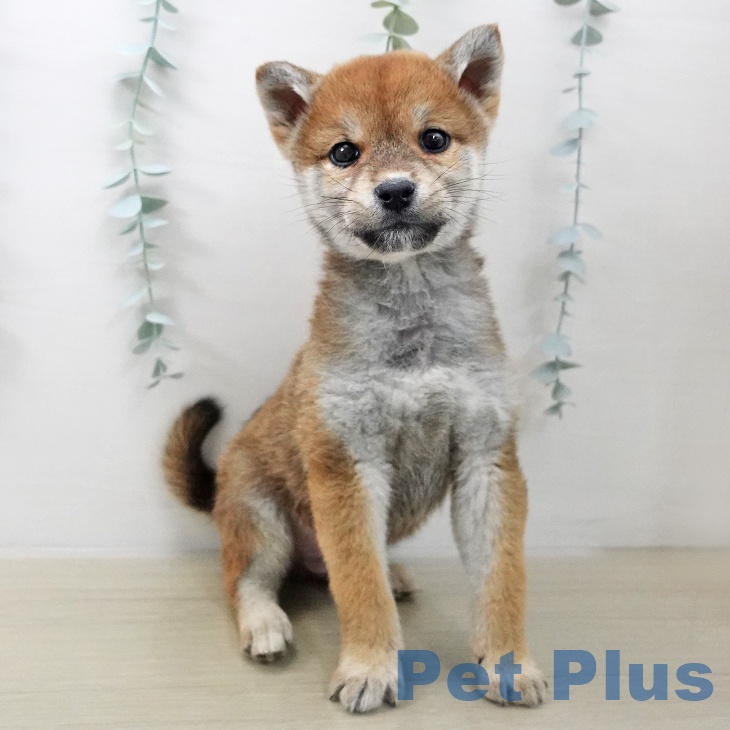 千葉県の柴犬(標準サイズ) (ペットプラス 木更津店/2025年11月10日生まれ/男の子/赤)の子犬の2枚目の画像