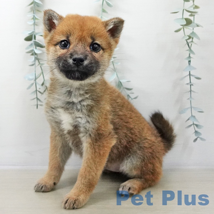 東京都の柴犬(標準サイズ) (ペットプラス 日の出店/2025年11月10日生まれ/女の子/赤)の子犬の1枚目の画像