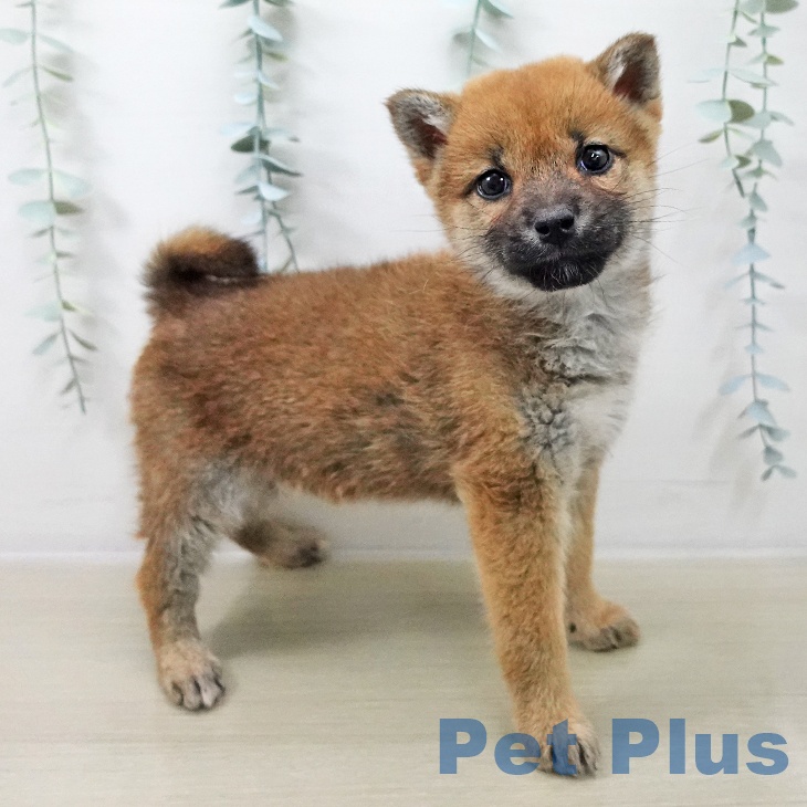 東京都の柴犬(標準サイズ) (ペットプラス 日の出店/2025年11月10日生まれ/女の子/赤)の子犬の2枚目の画像