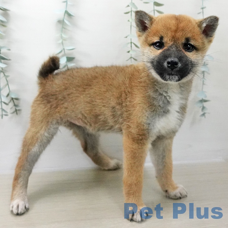 千葉県の柴犬(標準サイズ) (ペットプラス 幕張新都心店/2025年11月10日生まれ/女の子/赤)の子犬の1枚目の画像