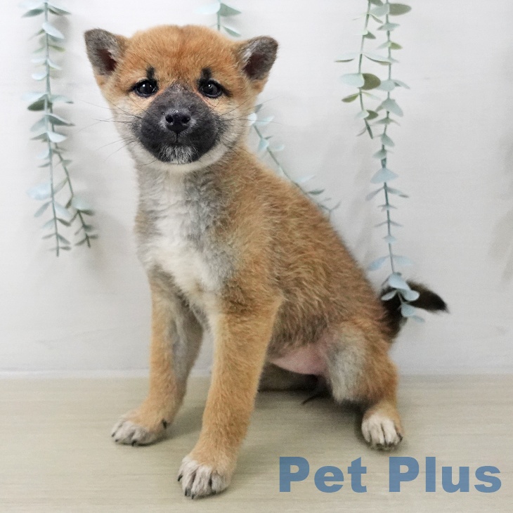 千葉県の柴犬(標準サイズ) (ペットプラス 幕張新都心店/2025年11月10日生まれ/女の子/赤)の子犬の2枚目の画像