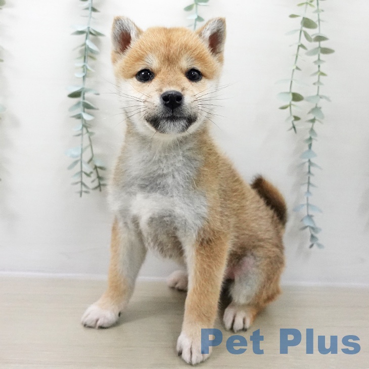 千葉県の柴犬(標準サイズ) (ペットプラス 八千代緑が丘店/2025年11月10日生まれ/女の子/赤)の子犬の1枚目の画像