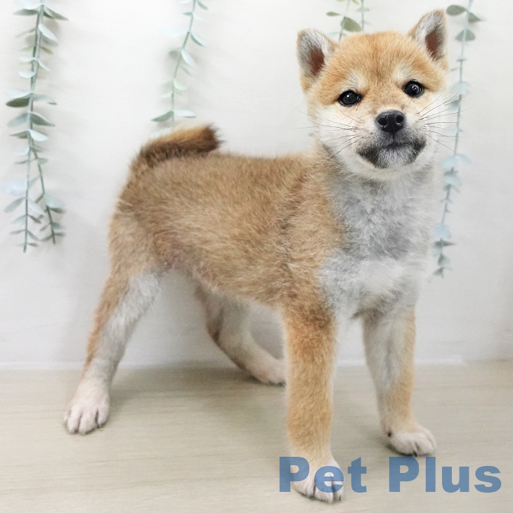 千葉県の柴犬(標準サイズ) (ペットプラス 八千代緑が丘店/2025年11月10日生まれ/女の子/赤)の子犬の2枚目の画像