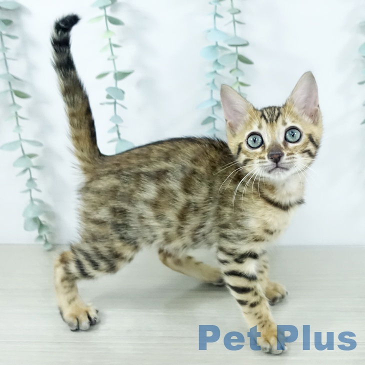 神奈川県のベンガル (ペットプラス 相模原並木店/2025年11月5日生まれ/女の子/ブラウンスポットタビー)の子猫の1枚目の画像
