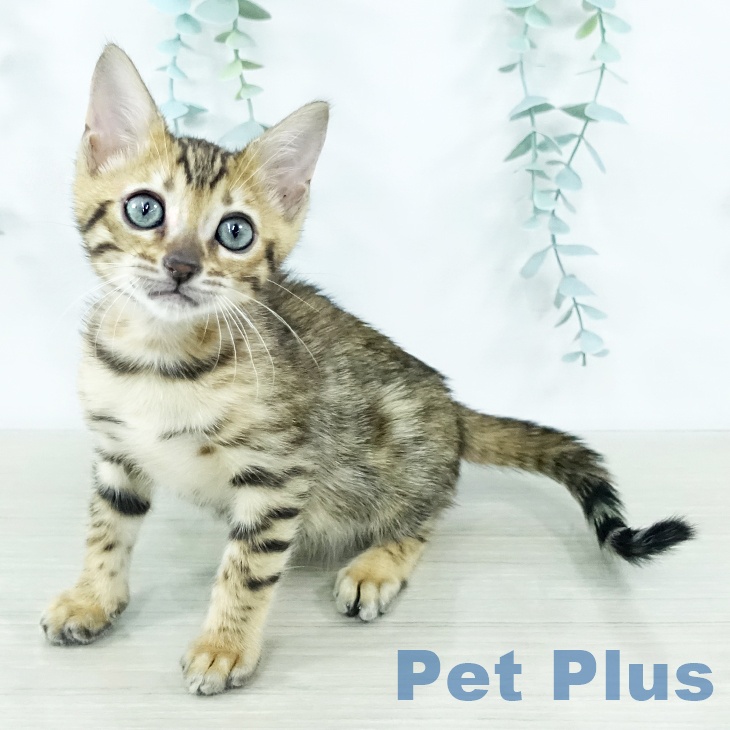 神奈川県のベンガル (ペットプラス 相模原並木店/2025年11月5日生まれ/女の子/ブラウンスポットタビー)の子猫の2枚目の画像