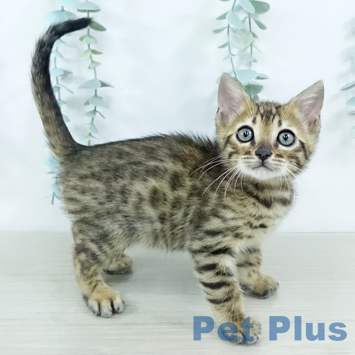 茨城県のベンガル (ペットプラス つくば店/2025年11月5日生まれ/男の子/ブラウンスポットタビー)の子猫の1枚目の画像