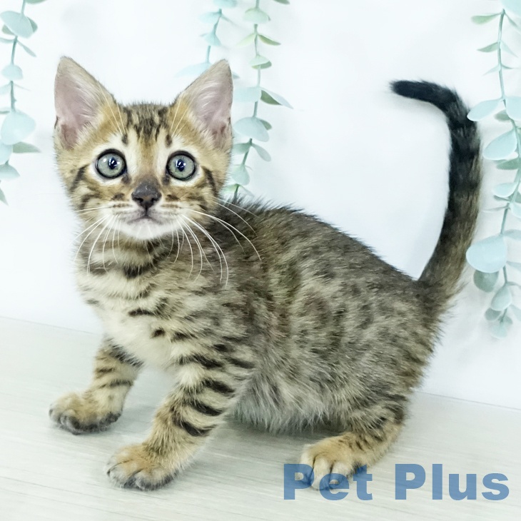 茨城県のベンガル (ペットプラス つくば店/2025年11月5日生まれ/男の子/ブラウンスポットタビー)の子猫の2枚目の画像