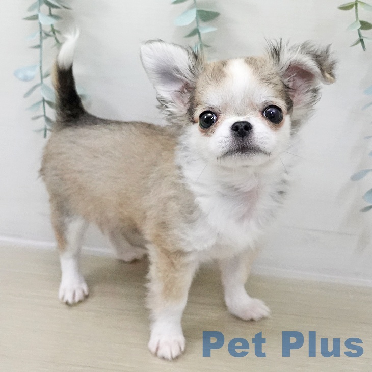 福島県のチワワ(ロング) (ペットプラス 福島店/2025年10月17日生まれ/女の子/フォーンホワイト)の子犬の1枚目の画像