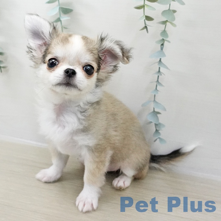 福島県のチワワ(ロング) (ペットプラス 福島店/2025年10月17日生まれ/女の子/フォーンホワイト)の子犬の2枚目の画像