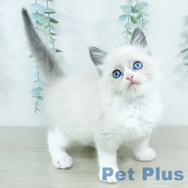 神奈川県のラグドール (ペットプラス ビアレ横浜店/2025年11月5日生まれ/男の子/ブルーポイントバイカラー)の子猫の1枚目の画像