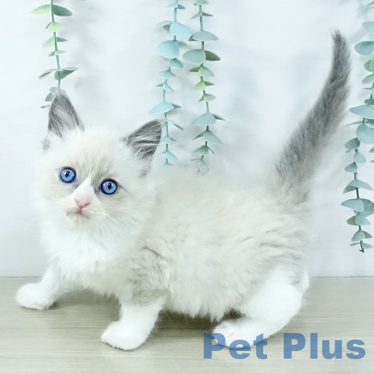 神奈川県のラグドール (ペットプラス ビアレ横浜店/2025年11月5日生まれ/男の子/ブルーポイントバイカラー)の子猫の2枚目の画像