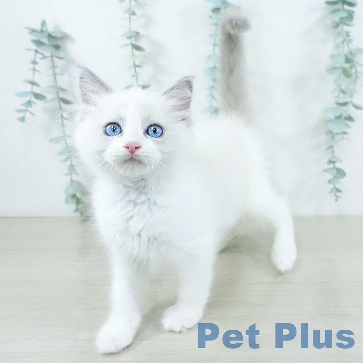 神奈川県のラグドール (ペッツワン 横須賀久里浜店/2025年11月5日生まれ/女の子/ブルーポイントバイカラー)の子猫の2枚目の画像
