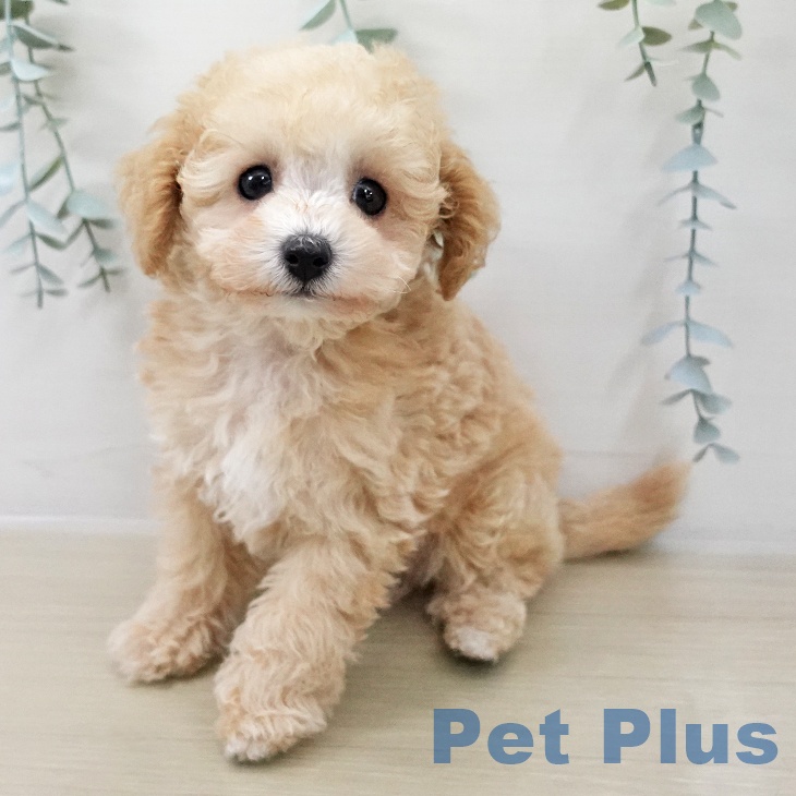 神奈川県のトイプードル(トイ) (ペットプラス 湘南平塚店/2025年11月8日生まれ/男の子/アプリコット)の子犬の2枚目の画像