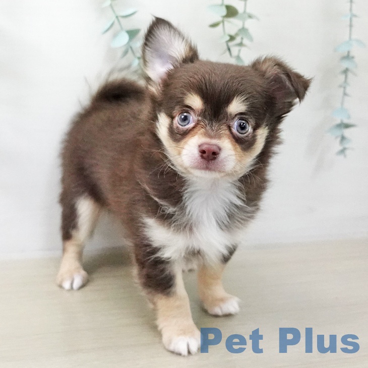 埼玉県のチワワ(ロング) (ペットプラス イオンモール春日部店/2025年11月8日生まれ/男の子/チョコレートタンホワイト)の子犬の1枚目の画像