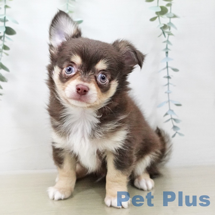 埼玉県のチワワ(ロング) (ペットプラス イオンモール春日部店/2025年11月8日生まれ/男の子/チョコレートタンホワイト)の子犬の2枚目の画像