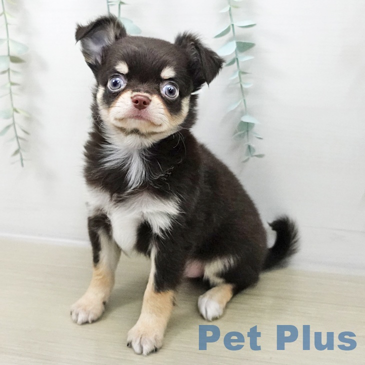 埼玉県のチワワ(ロング) (ペットプラス ららぽーと富士見店/2025年11月8日生まれ/男の子/チョコレートタンホワイト)の子犬の1枚目の画像