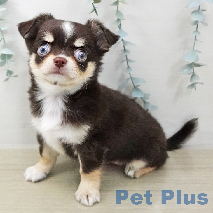 岩手県のチワワ(ロング) (ペットプラス 盛岡南店/2025年11月8日生まれ/男の子/チョコレートタンホワイト)の子犬の1枚目の画像