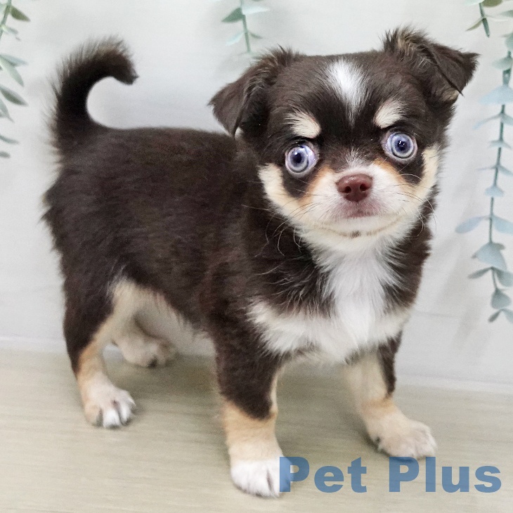 岩手県のチワワ(ロング) (ペットプラス 盛岡南店/2025年11月8日生まれ/男の子/チョコレートタンホワイト)の子犬の2枚目の画像