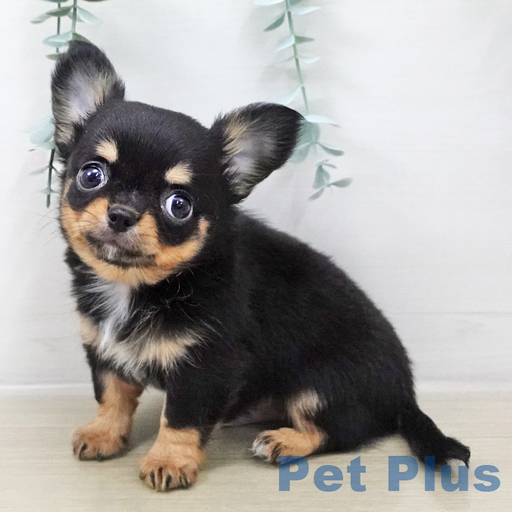茨城県のチワワ(ロング) (ペットプラス つくば店/2025年11月8日生まれ/男の子/ブラックタンホワイト)の子犬の1枚目の画像