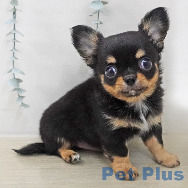 茨城県のチワワ(ロング) (ペットプラス つくば店/2025年11月8日生まれ/男の子/ブラックタンホワイト)の子犬の2枚目の画像