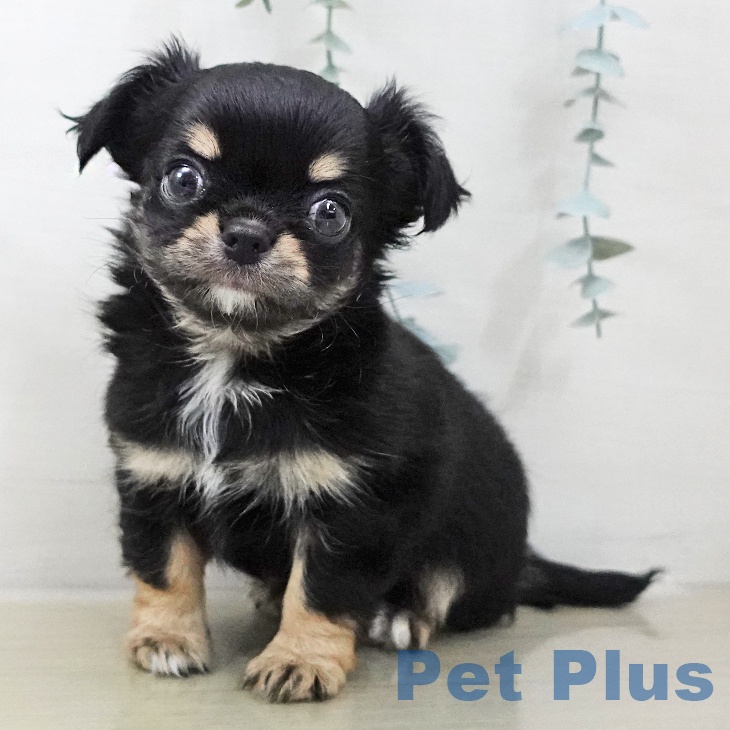 福島県のチワワ(ロング) (ペットプラス 福島店/2025年11月9日生まれ/男の子/ブラックタンホワイト)の子犬の1枚目の画像