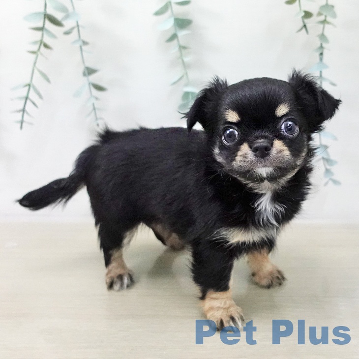 福島県のチワワ(ロング) (ペットプラス 福島店/2025年11月9日生まれ/男の子/ブラックタンホワイト)の子犬の2枚目の画像