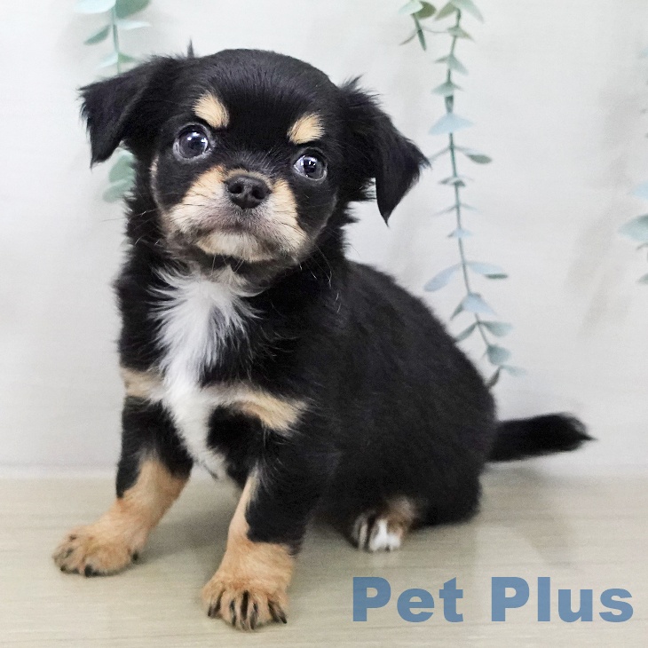 千葉県のチワワ(ロング) (ペットプラス 成田店/2025年11月9日生まれ/女の子/ブラックタンホワイト)の子犬の1枚目の画像