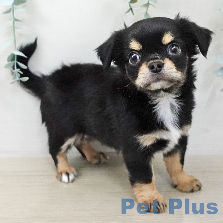 千葉県のチワワ(ロング) (ペットプラス 成田店/2025年11月9日生まれ/女の子/ブラックタンホワイト)の子犬の2枚目の画像