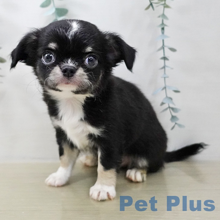 埼玉県のチワワ(ロング) (ペットプラス 与野店/2025年11月9日生まれ/女の子/ブラックタンホワイト)の子犬