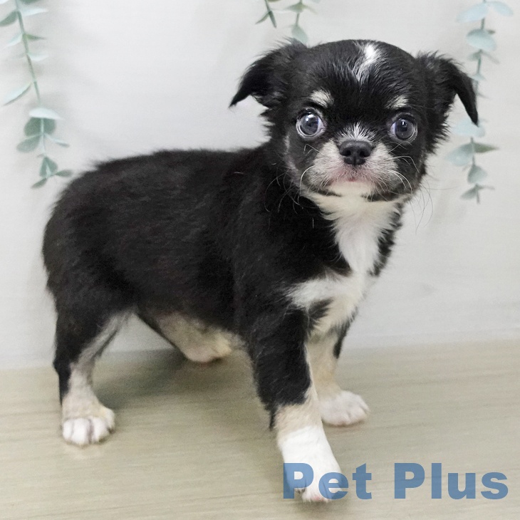 埼玉県のチワワ(ロング) (ペットプラス 与野店/2025年11月9日生まれ/女の子/ブラックタンホワイト)の子犬の2枚目の画像